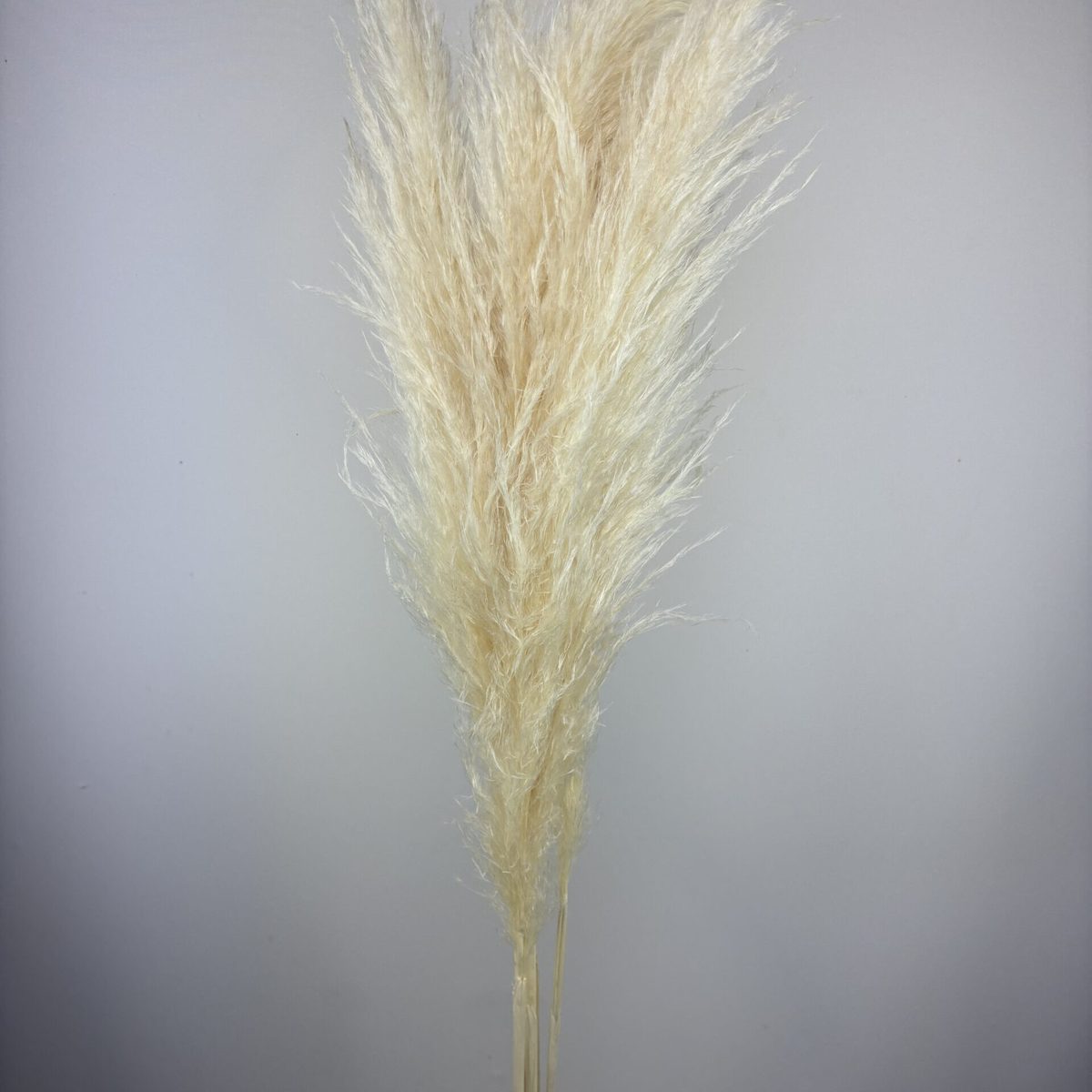 Pampas Blanc – Pampasgras 3er-Set