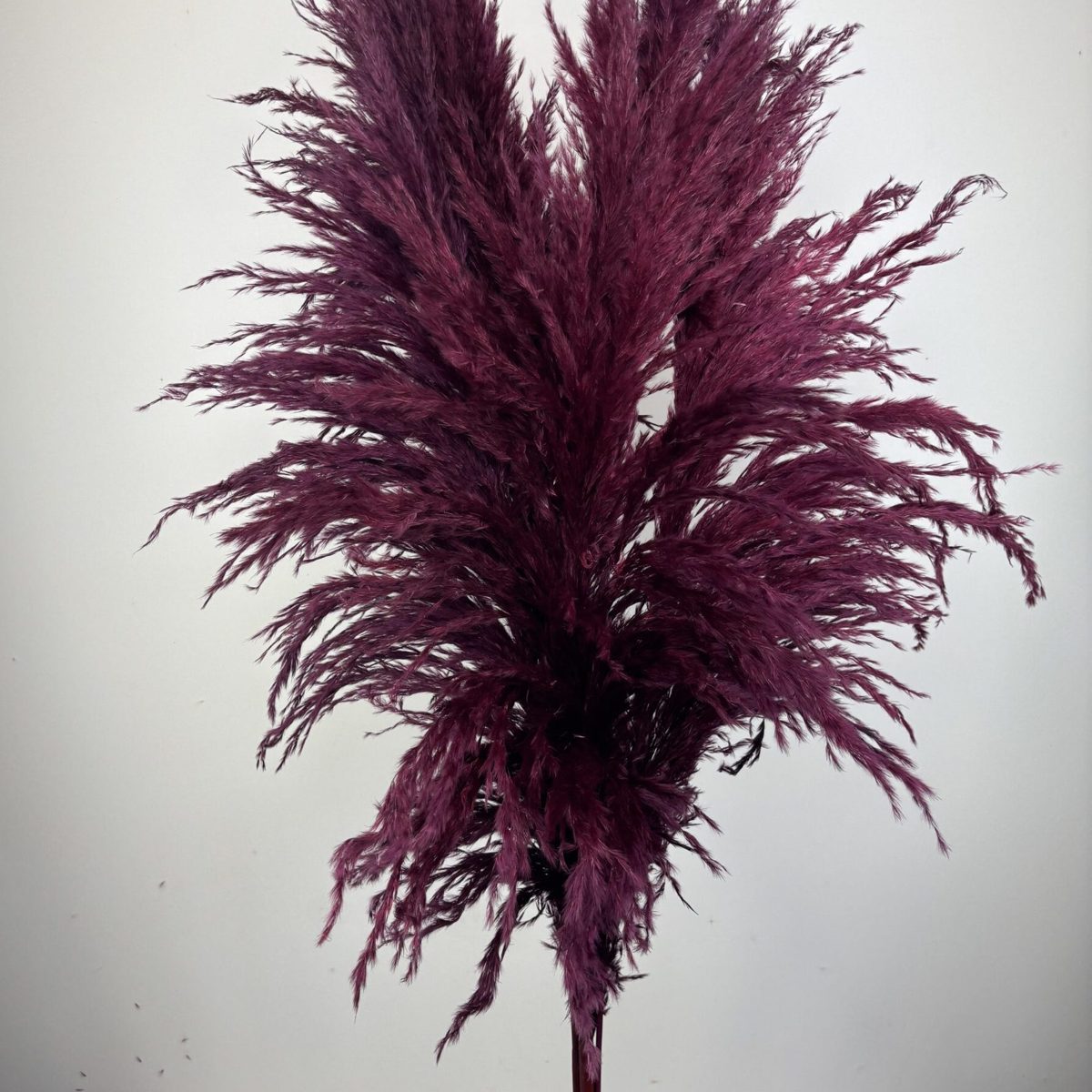 Pampas Bordeaux – Pampasgras 3er-Set