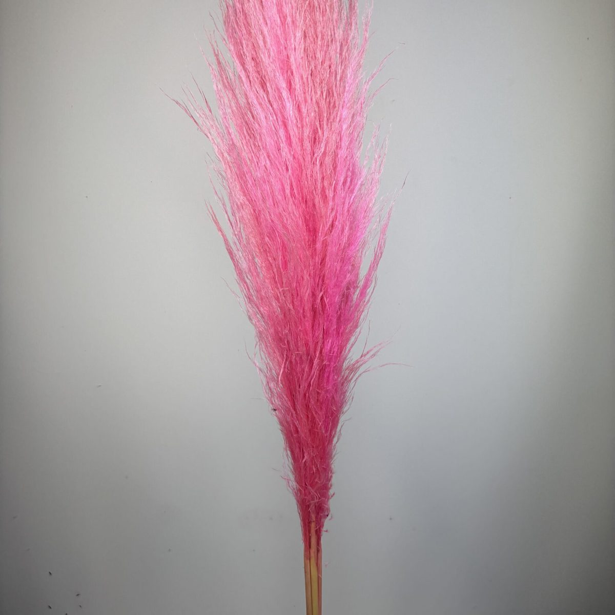 Pampas Flamingo – Pampasgras 3er-Set