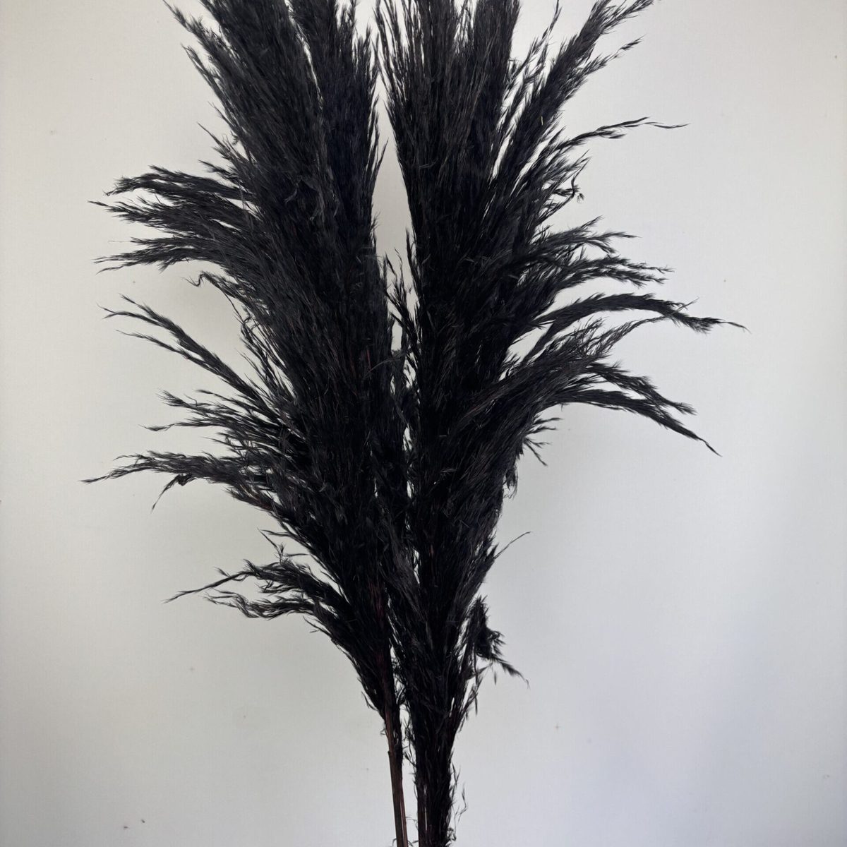 Pampas Noir – Pampasgras 3er-Set